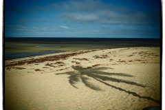 In the shadow of the Palms