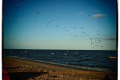 Birds at Sunset