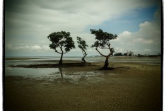 Mysterious Trees