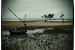 In the Mangroves